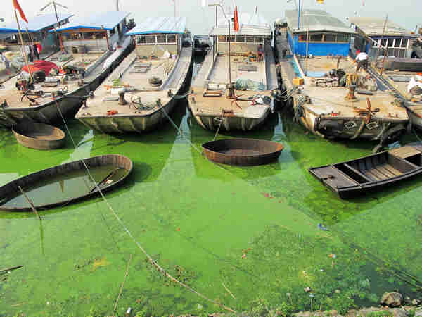 Due to the warm weather on June 12, blue-green algae increased rapidly in parts of Chaohu Lake, in East China&apos;s Anhui province. The local water department has taken measures to ensure the safety of the drinking water. 