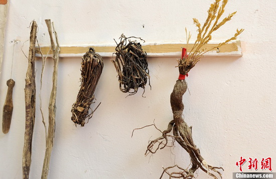 The main material of making the Tibetan paper, the root of Chinese plant stellera. (CNS Photo / Li Lin)
