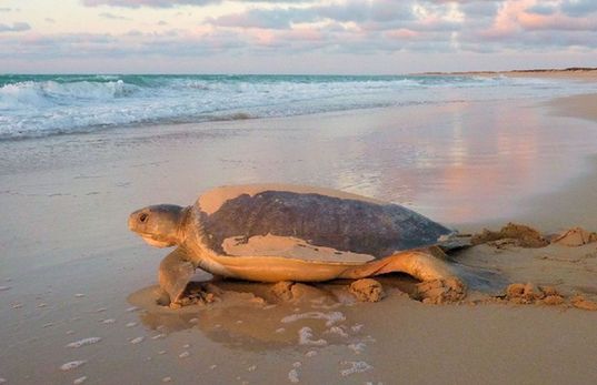 Australia's Sea Turtles. [File photo] 