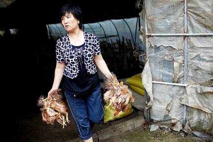 A woman gathers dead chickens at a farm in Zhujing Town in Jinshan District yesterday. More than 13,000 chickens were drowned when water from a swollen creek poured into the farm. 