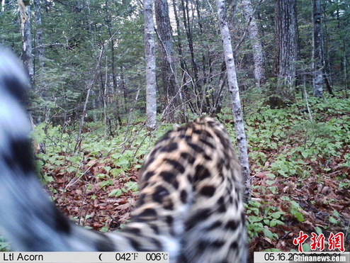 The photo taken on May 16, 2012, captured by Camera No.1, shows an Amur leopard roaming in the forest in Wangqing County of northeast China's Jilin province. [CNS photo/ provided by Jilin Forestry Department] 