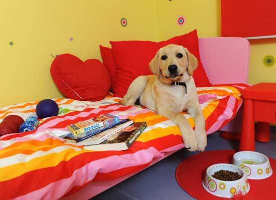 Luxury Dog Hotel For Classy Canines China Org Cn