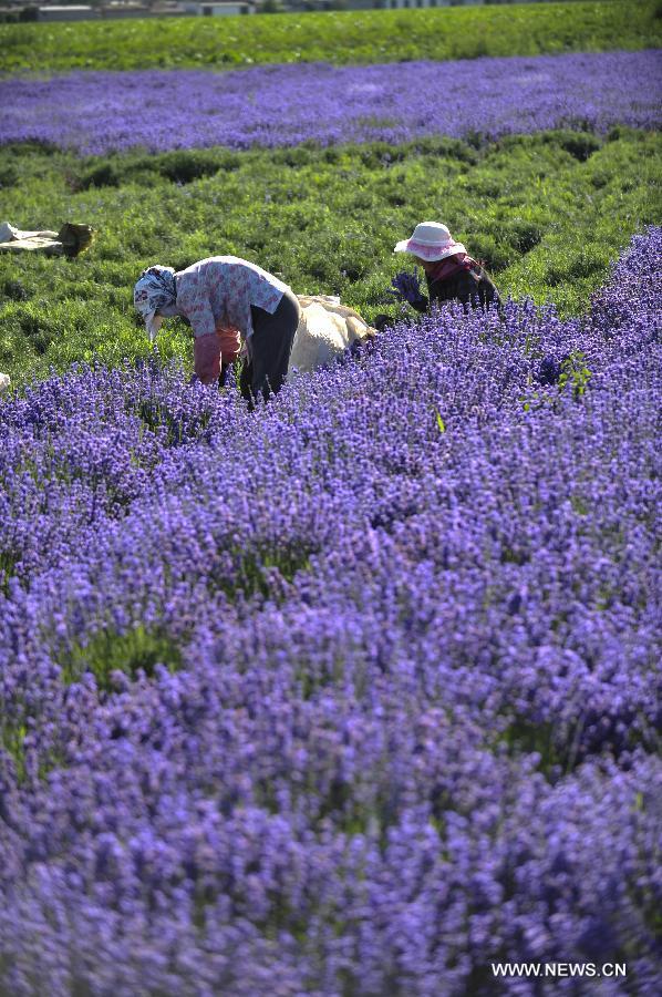 CHINA-XINJIANG-HUOCHENG-LAVENDER HARVEST (CN)