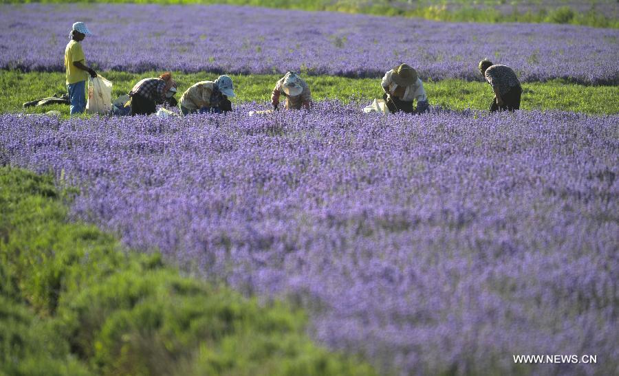 CHINA-XINJIANG-HUOCHENG-LAVENDER HARVEST (CN)