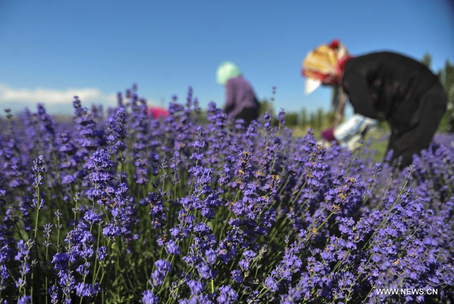 CHINA-XINJIANG-HUOCHENG-LAVENDER HARVEST (CN)