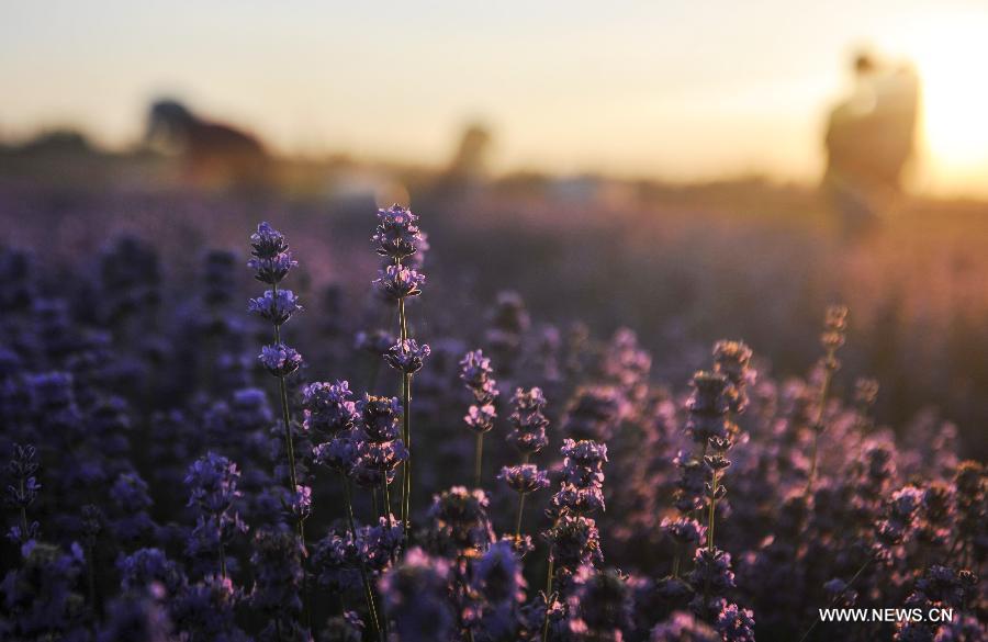 CHINA-XINJIANG-HUOCHENG-LAVENDER HARVEST (CN)