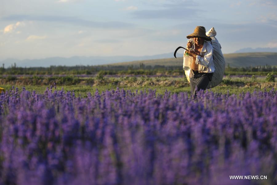 CHINA-XINJIANG-HUOCHENG-LAVENDER HARVEST (CN)