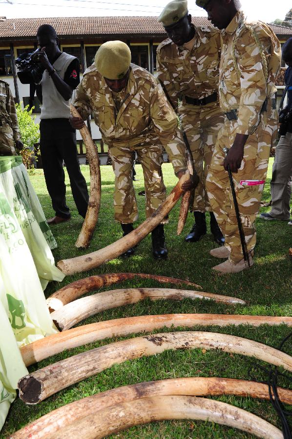 Soldiers display the recovered ivories in Nairobi, Kenya, June 22, 2012. Since the beginning of the year, Kenya Wildlife Service have arrested and taken to court 1179 suspects and charged them with various wildlife-related offences. From January to May this year, a total of 133 elephants and 11 rhinos have been killed by poaching. [Xinhua]