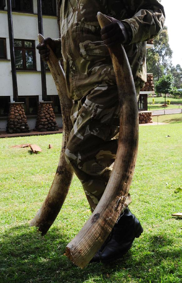 A soldier carries the recovered ivories in Nairobi, Kenya, June 22, 2012. Since the beginning of the year, Kenya Wildlife Service have arrested and taken to court 1179 suspects and charged them with various wildlife-related offences. From January to May this year, a total of 133 elephants and 11 rhinos have been killed by poaching. [Xinhua]