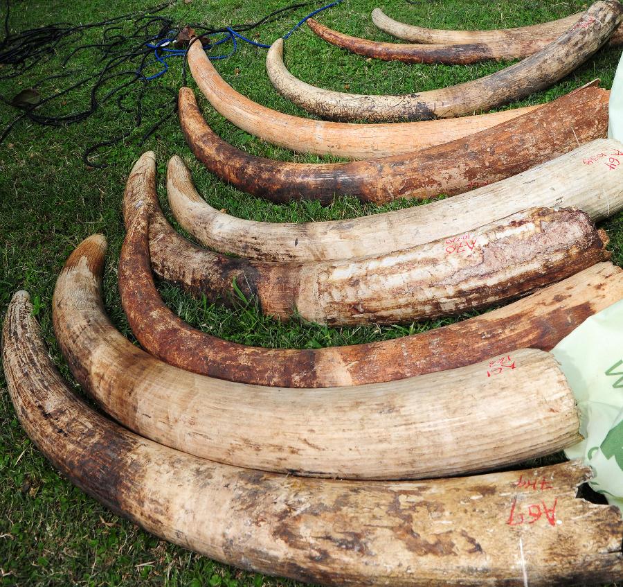 The recovered ivories are displayed in Nairobi, Kenya, June 22, 2012. Since the beginning of the year, Kenya Wildlife Service have arrested and taken to court 1179 suspects and charged them with various wildlife-related offences. From January to May this year, a total of 133 elephants and 11 rhinos have been killed by poaching. [Xinhua]