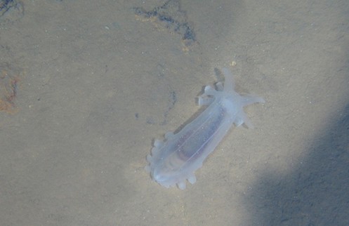 Submersible finishes 7,015-meter dive