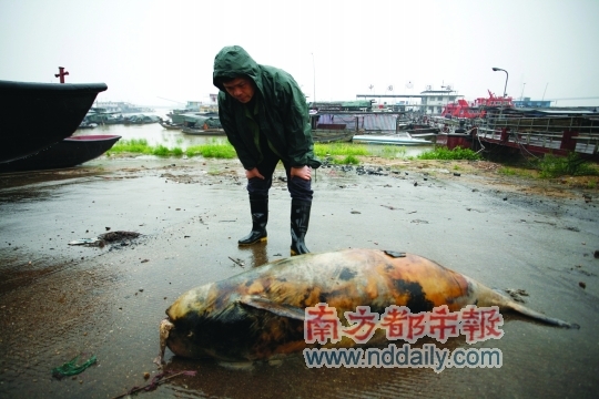 A finless porpoise is found dead alongside the bank of the Dongting Lake, northeastern Hunan province, on April 14, 2012.