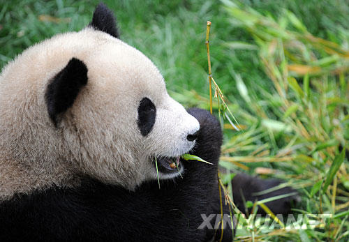 Three giant pandas were sent to Yunnan Wildlife Park after Sichuan earthquake. The photo was taken in June 2008 showing a panda is eating bamboos in the zoo. [Xinhua]