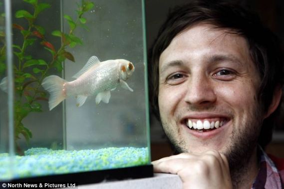 Swim when you're winning: Paul Palmer, 28, with his pet goldfish Sharky - who has turned from gold to white over the years.