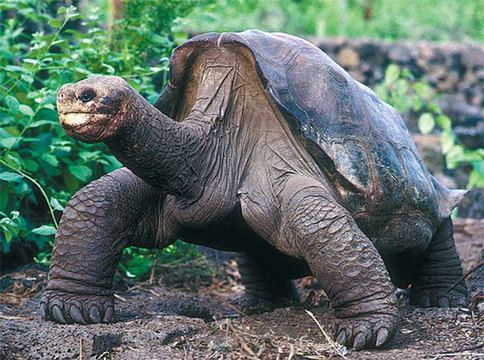 The lumbering giant tortoise known as Lonesome George lifts up his head during a walk in his protected home in Puerto Ayora, in central Galapagos, Ecuador, in 2001. He was notoriously disinterested in the opposite sex and failed to produce any offspring. [China Daily]