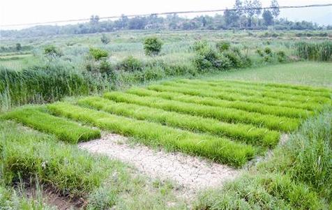 31 cities or counties in China's Hubei have been affected by the drought since the beginning of June. [cnhubei.com]