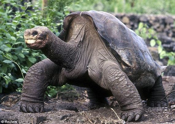 Tragic: A giant tortoise named Lonesome George known as a symbol for the disappearing species and of the Galapagos Islands, was found dead. [Agencies]