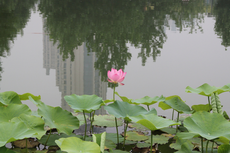 Mystic lotus flowers grow in Beixiaohe Park, Chaoyang District, Beijing. [China.org.cn/by Li Xiaohua]