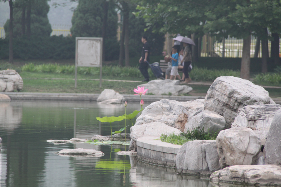 Mystic lotus flowers grow in Beixiaohe Park, Chaoyang District, Beijing. [China.org.cn/by Li Xiaohua]