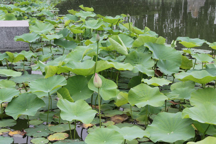 Mystic lotus flowers grow in Beixiaohe Park, Chaoyang District, Beijing. [China.org.cn/by Li Xiaohua]