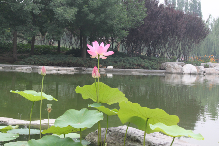 Mystic lotus flowers grow in Beixiaohe Park, Chaoyang District, Beijing. [China.org.cn/by Li Xiaohua]