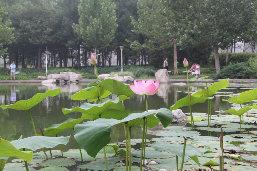 Mystic lotus flowers grow in Beixiaohe Park, Chaoyang District, Beijing. [China.org.cn/by Li Xiaohua]