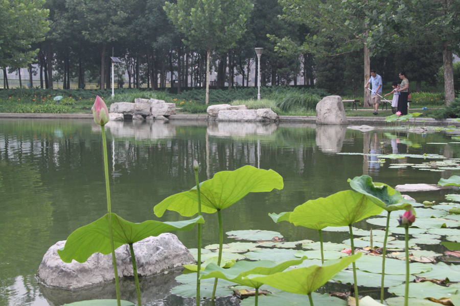 Mystic lotus flowers grow in Beixiaohe Park, Chaoyang District, Beijing. [China.org.cn/by Li Xiaohua]