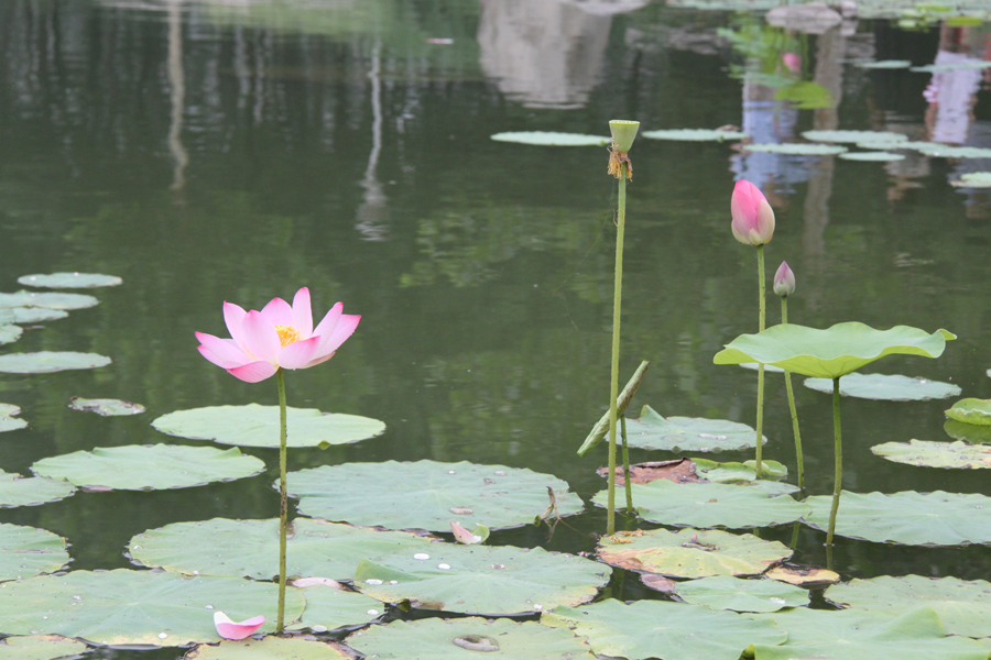 Mystic lotus flowers grow in Beixiaohe Park, Chaoyang District, Beijing. [China.org.cn/by Li Xiaohua]