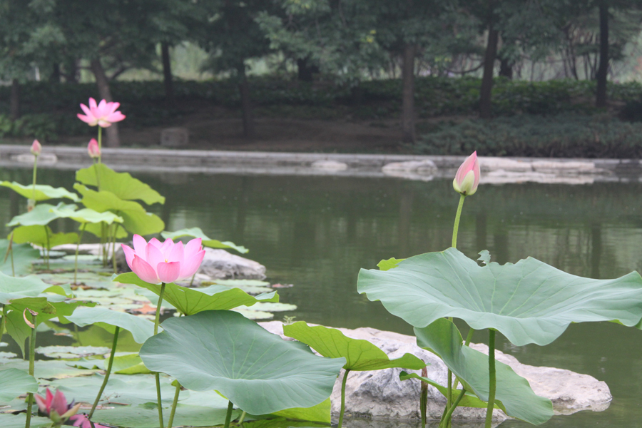 Mystic lotus flowers grow in Beixiaohe Park, Chaoyang District, Beijing. [China.org.cn/by Li Xiaohua]