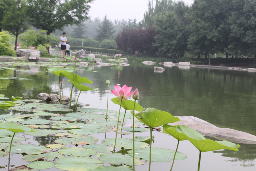 Mystic lotus flowers grow in Beixiaohe Park, Chaoyang District, Beijing. [China.org.cn/by Li Xiaohua]