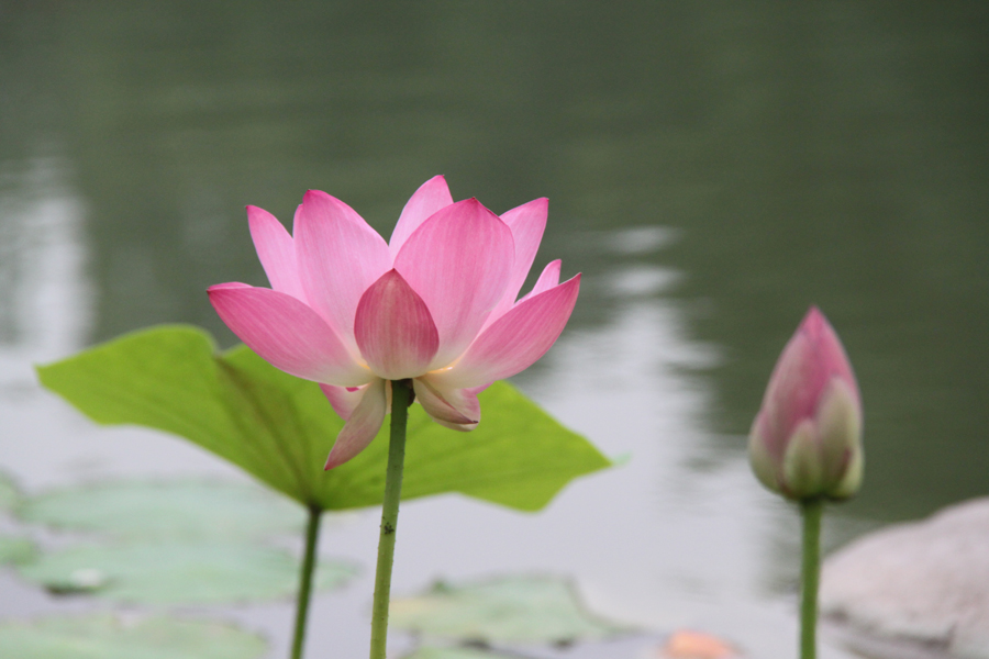 Mystic lotus flowers grow in Beixiaohe Park, Chaoyang District, Beijing. [China.org.cn/by Li Xiaohua]