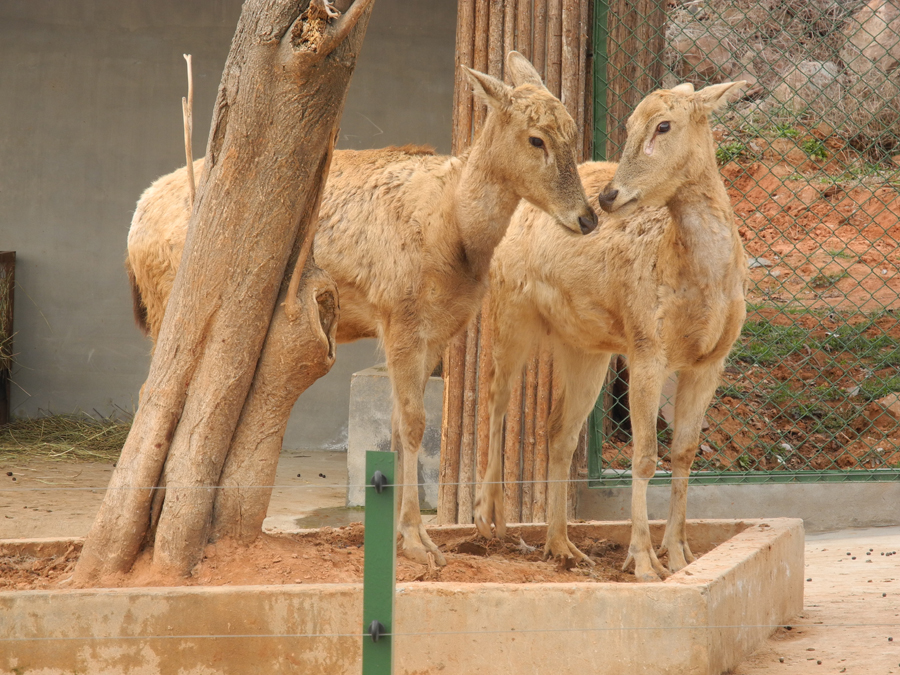 Hefei Wildlife Park is located at Dashu Mountain, 10 kilometers away from downtown Hefei City, Anhui Province. Covering an area of 100 hectares, the park opened to public in 1997 and was named a AAAA state-level Scenic Spot in 2007. Over 2,000 animals of 120 species currently live in the park. [China.org.cn/by Chen Baojian]