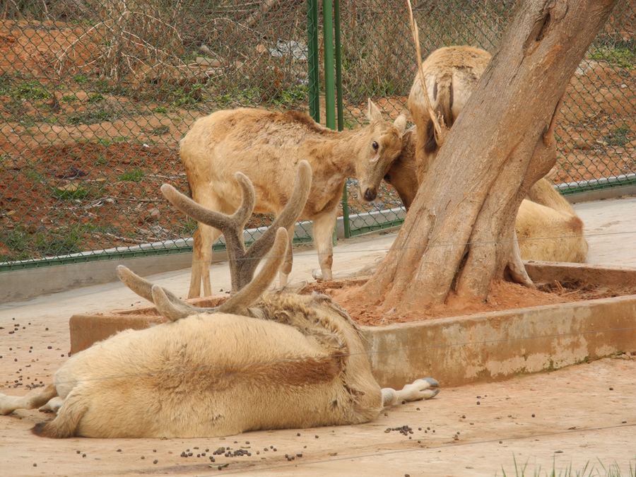 Hefei Wildlife Park is located at Dashu Mountain, 10 kilometers away from downtown Hefei City, Anhui Province. Covering an area of 100 hectares, the park opened to public in 1997 and was named a AAAA state-level Scenic Spot in 2007. Over 2,000 animals of 120 species currently live in the park. [China.org.cn/by Chen Baojian]