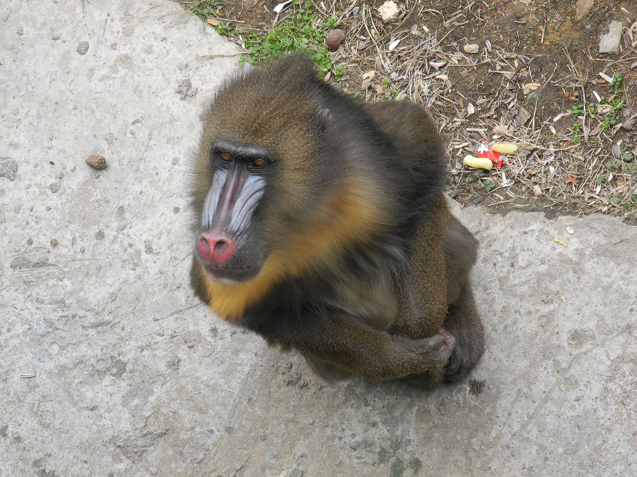 Hefei Wildlife Park is located at Dashu Mountain, 10 kilometers away from downtown Hefei City, Anhui Province. Covering an area of 100 hectares, the park opened to public in 1997 and was named a AAAA state-level Scenic Spot in 2007. Over 2,000 animals of 120 species currently live in the park. [China.org.cn/by Chen Baojian]