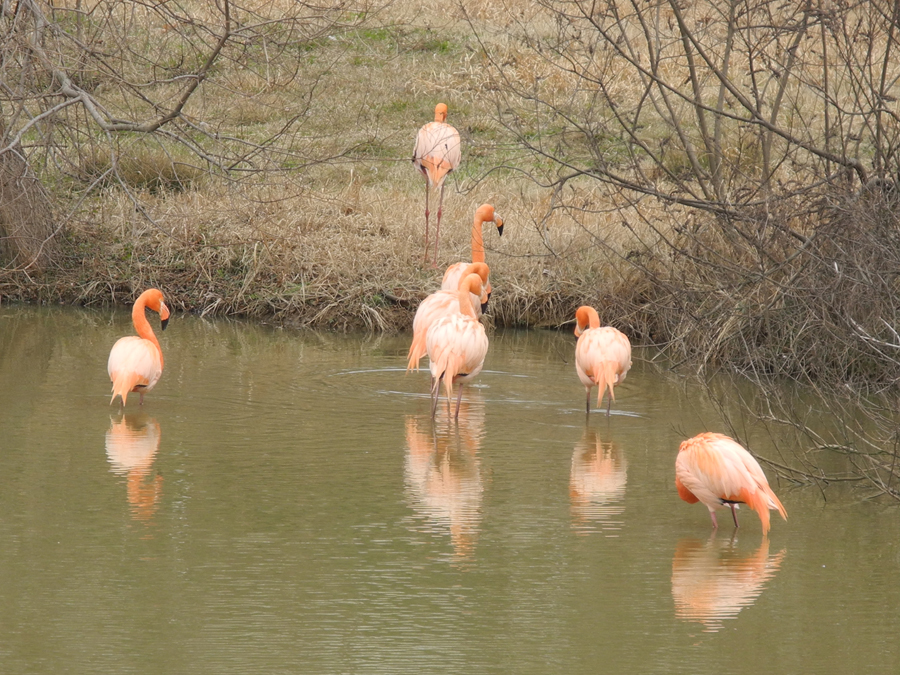 Hefei Wildlife Park is located at Dashu Mountain, 10 kilometers away from downtown Hefei City, Anhui Province. Covering an area of 100 hectares, the park opened to public in 1997 and was named a AAAA state-level Scenic Spot in 2007. Over 2,000 animals of 120 species currently live in the park. [China.org.cn/by Chen Baojian]