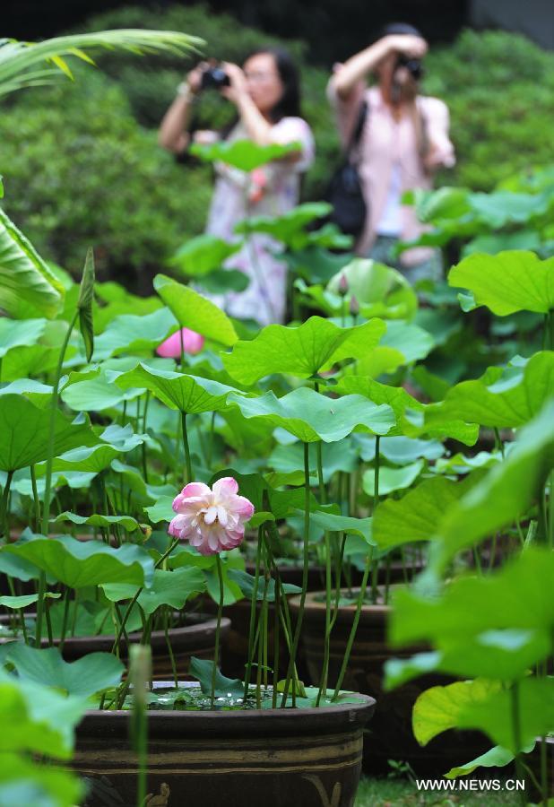 Photo taken on June 28, 2012 shows a lotus flower at the 2012 Humble Administrator's Graden Lotus Festival in Suzhou, east China's Jiangsu Province.