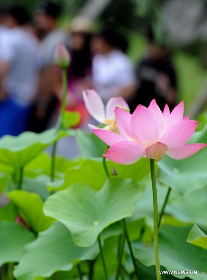 Photo taken on June 28, 2012 shows a lotus flower at the 2012 Humble Administrator's Graden Lotus Festival in Suzhou, east China's Jiangsu Province.