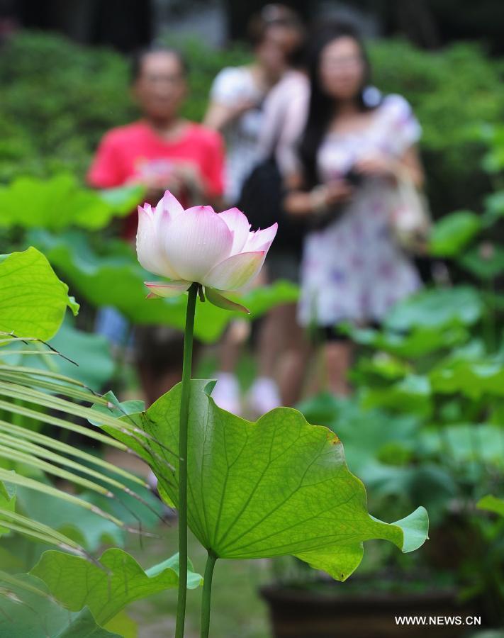 Photo taken on June 28, 2012 shows a lotus flower at the 2012 Humble Administrator's Graden Lotus Festival in Suzhou, east China's Jiangsu Province.