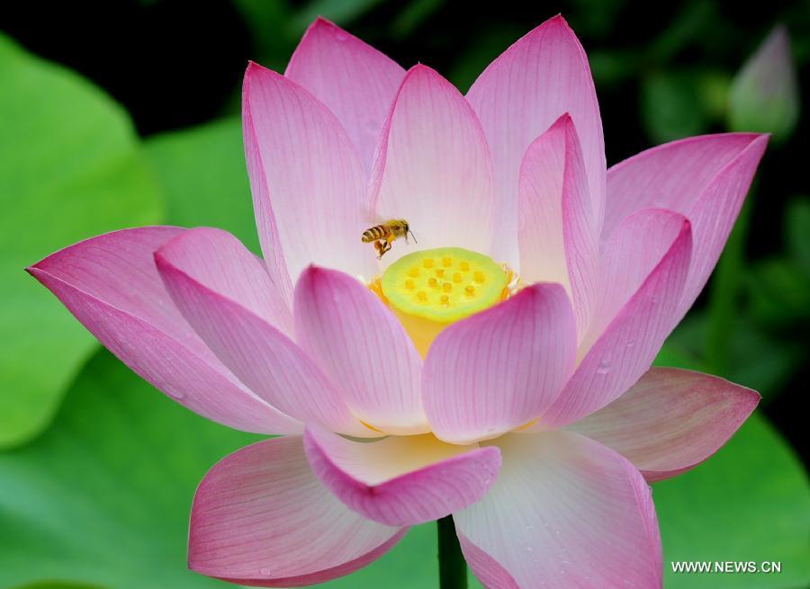 Photo taken on June 28, 2012 shows a lotus flower at the 2012 Humble Administrator's Graden Lotus Festival in Suzhou, east China's Jiangsu Province.