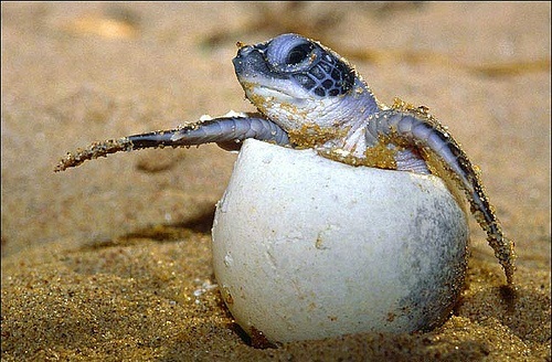 Sea turtle time (hora de la tortuga marina)