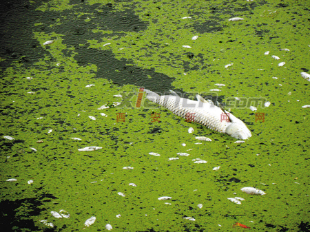 A huge amount of dead fish were found in Bahe river in Xi'an, Shaanxi Province. Local authorities blamed enterprises along the River for discharging sewage. [xiancn.com]