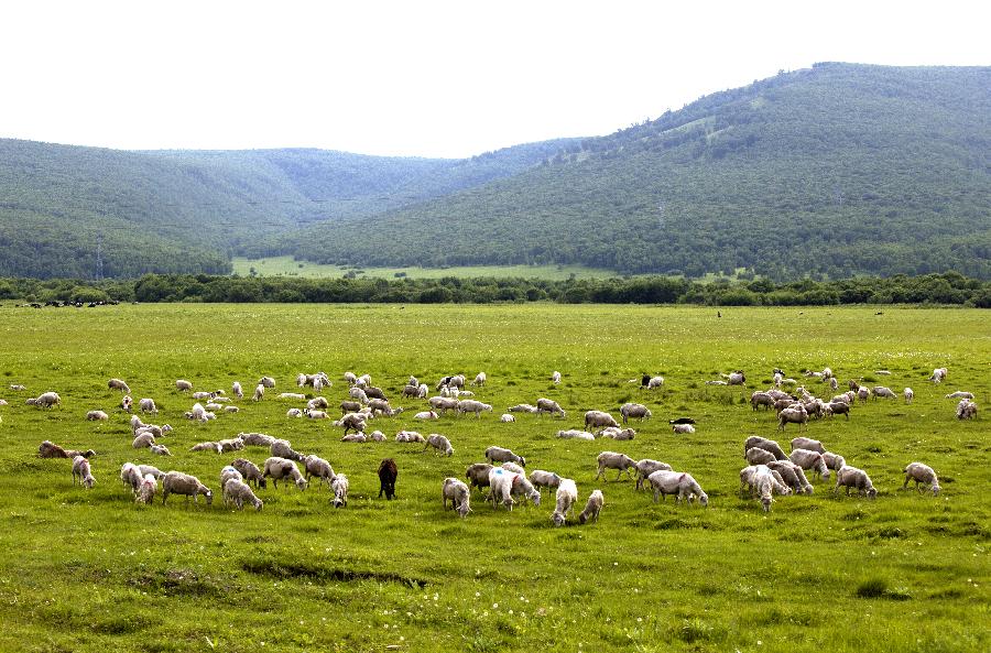 CHINA-HULUN BUIR-SCENERY (CN)