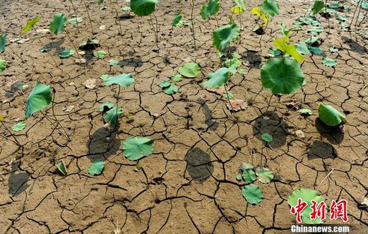 Drought hit Weishan Lake, Shandong Province since the spring of 2012. The photo was taken on June 23. [Chinanews.com]