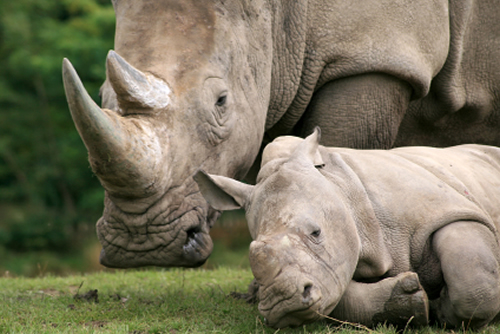 South African rhinos [File photo] 