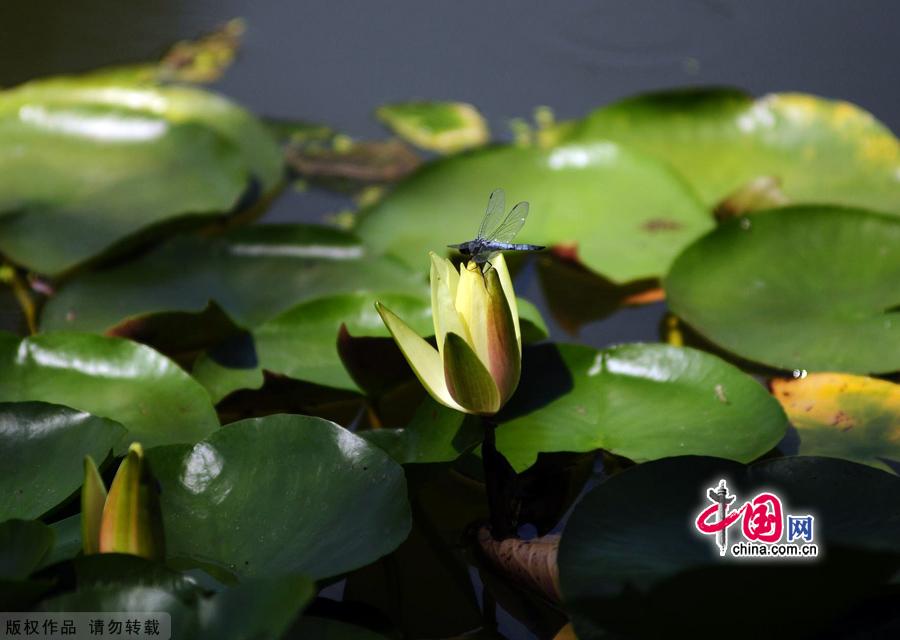 Water lilies in the botanical garden of Beijing, made their grand debut in the garden’s waterscape zone this month. 