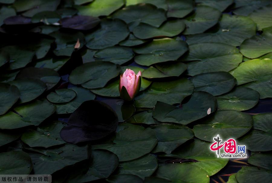 Water lilies in the botanical garden of Beijing, made their grand debut in the garden’s waterscape zone this month. 