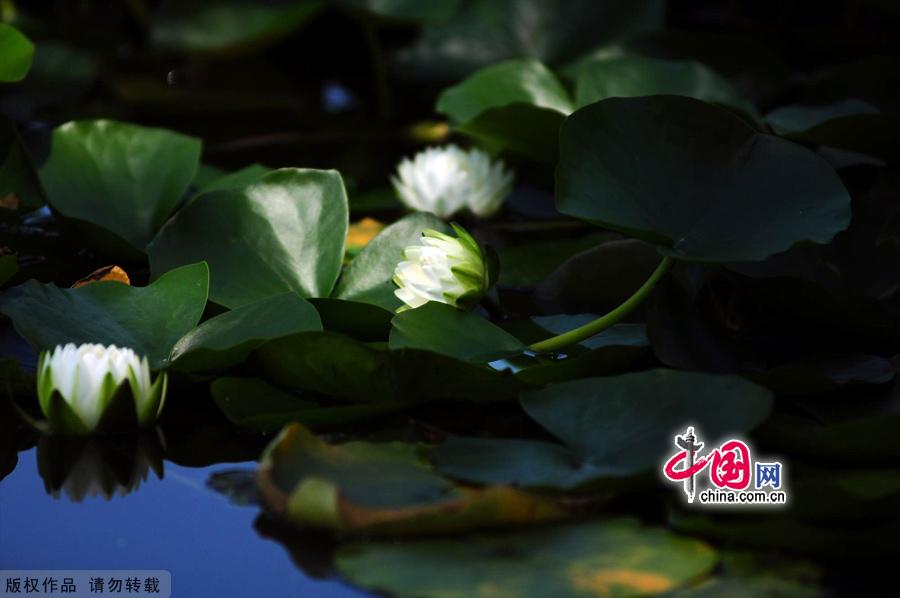 Water lilies in the botanical garden of Beijing, made their grand debut in the garden’s waterscape zone this month. 