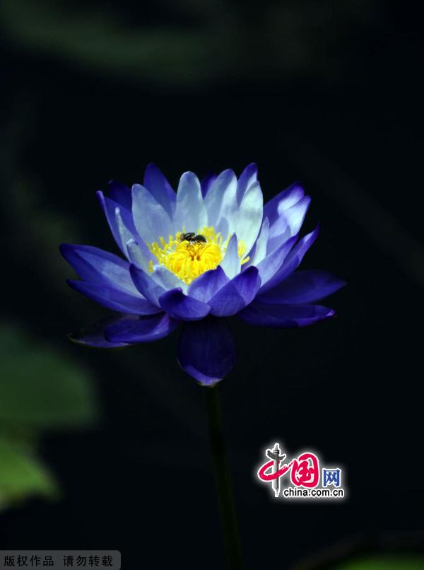 Water lilies in the botanical garden of Beijing, made their grand debut in the garden’s waterscape zone this month. 