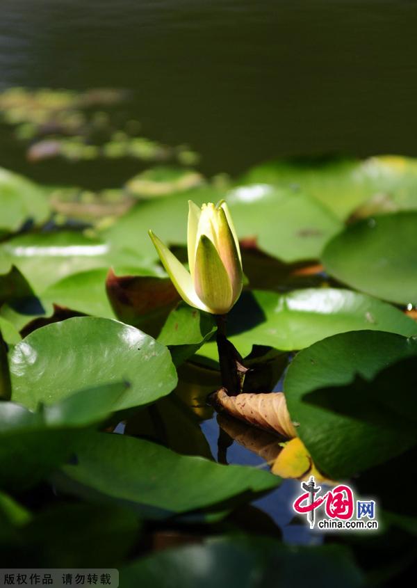 Water lilies in the botanical garden of Beijing, made their grand debut in the garden’s waterscape zone this month. 