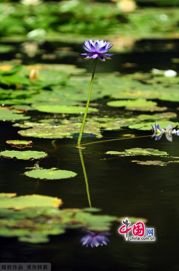 Water lilies in the botanical garden of Beijing, made their grand debut in the garden’s waterscape zone this month. 